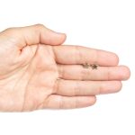 Estrella Lisa - Imagen 2